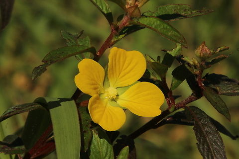 Genus - Ludwigia  Geotagged,United States,Winter