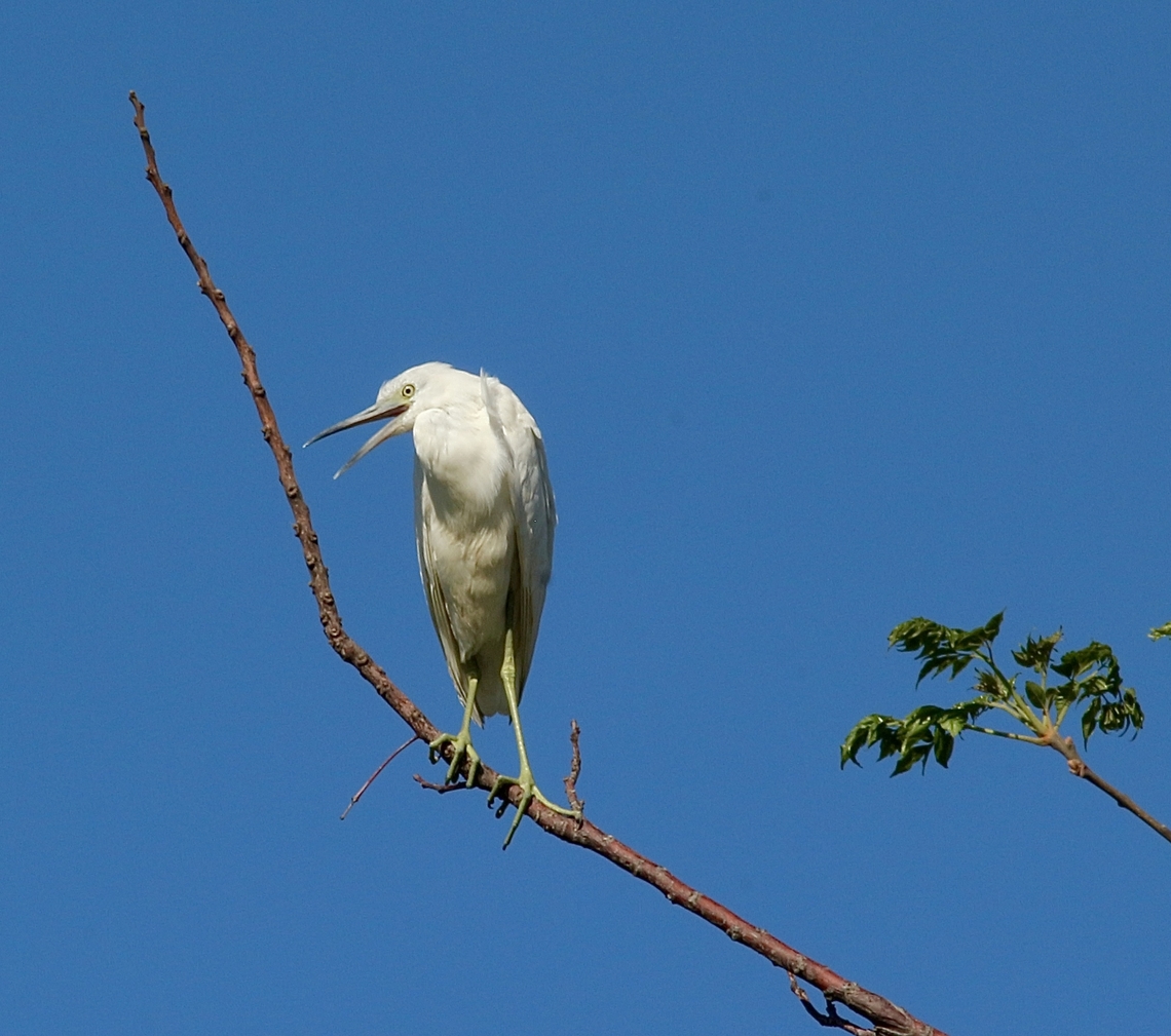 Juvenile little blue heron - Egretta caerulea  Eamw birds,Egretta caerulea,Florida,Geotagged,Little blue heron,United States,Winter