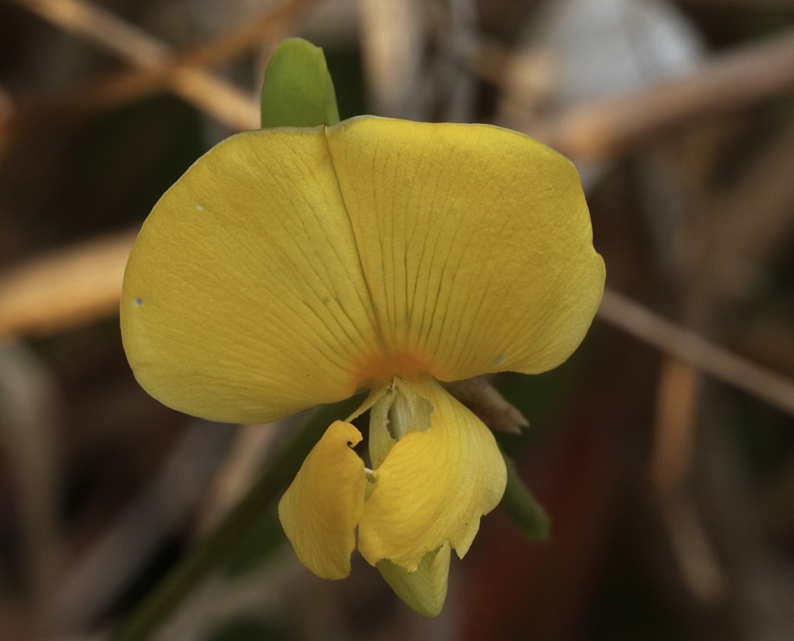Beach Pea - Vigna marina  Eamw flora,Florida,Geotagged,United States,Vigna marina,Winter