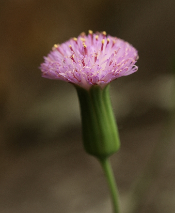 Lilac Tasselflower - Emilia sonchifolia  Eamw flora,Emilia sonchifolia,Geotagged,Lilac Tasselflower,United States,Winter