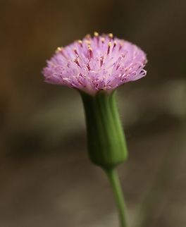 Lilac Tasselflower - Emilia sonchifolia  Eamw flora,Emilia sonchifolia,Geotagged,Lilac Tasselflower,United States,Winter