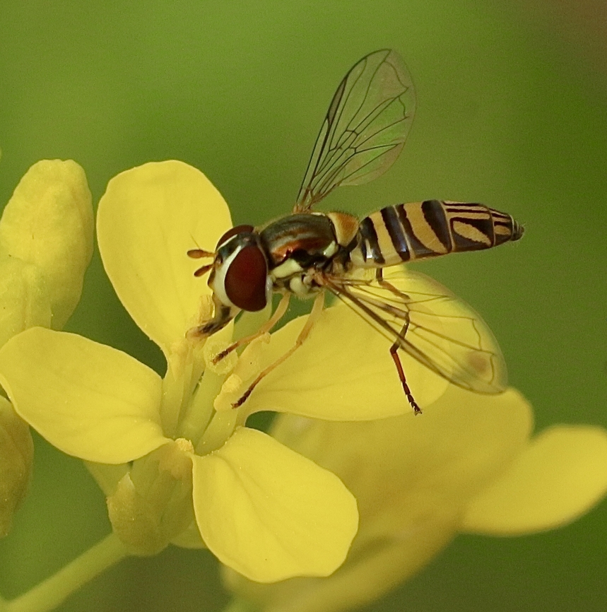 Oblique Streaktail - Allograpta obliqua  Allograpta obliqua,Eamw hover fly,Florida,Geotagged,Oblique Stripetail,United States,Winter