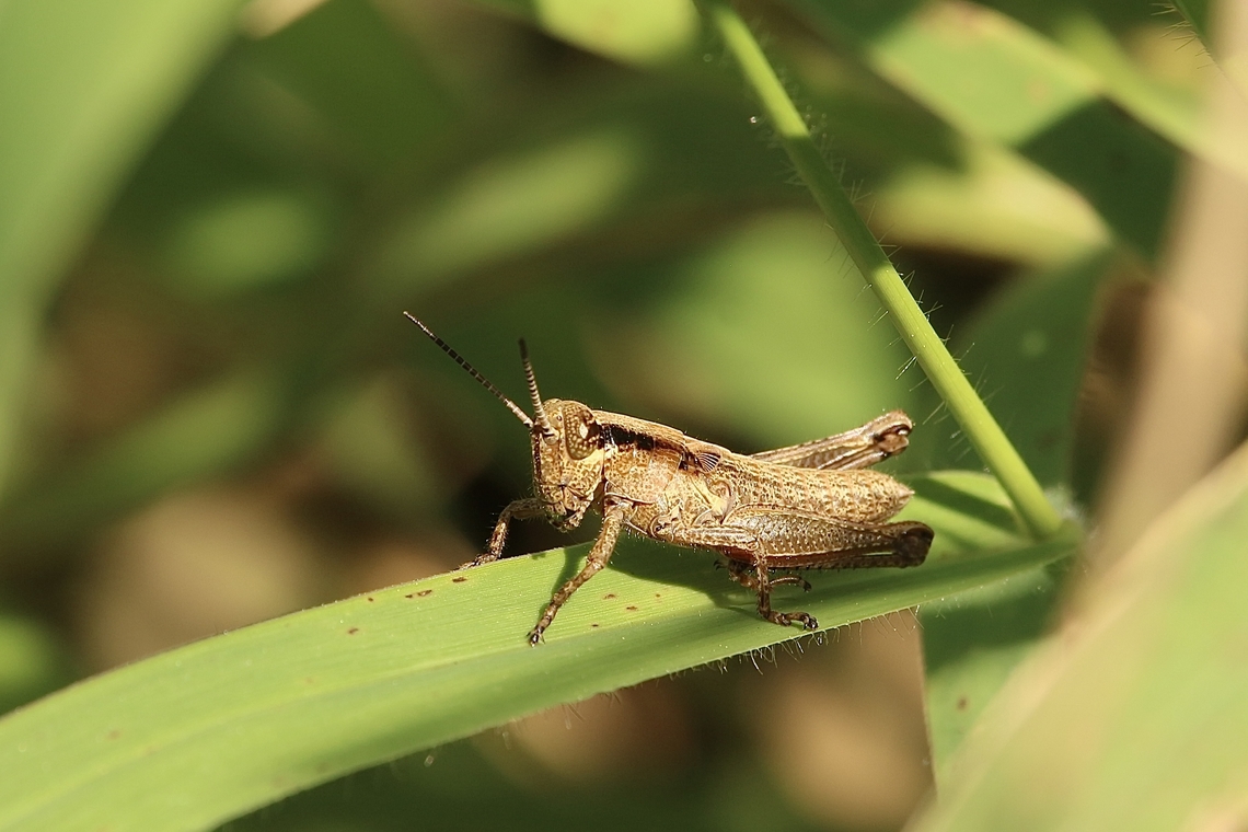 Olive-green Swamp Grasshopper - Paroxya clavuligera  Eamw grasshoppers,Florida,Geotagged,Paroxya clavuligera,United States,Winter