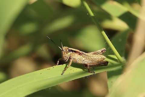 Olive-green Swamp Grasshopper - Paroxya clavuligera  Eamw grasshoppers,Florida,Geotagged,Paroxya clavuligera,United States,Winter