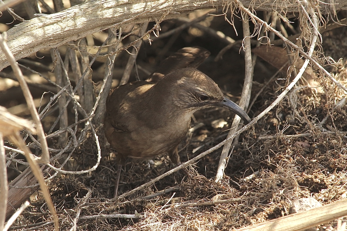California Thrasher - Toxostoma redivivum  California thrasher,Eamw birds,Geotagged,Irvine usa,Toxostoma redivivum,United States,Winter