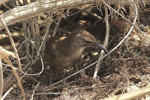 California Thrasher - Toxostoma redivivum California thrasher,Eamw birds,Geotagged,Irvine usa,Toxostoma redivivum,United States,Winter