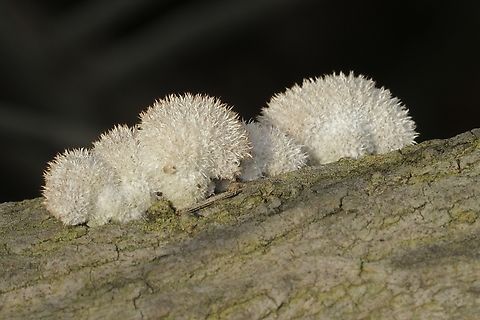 Splitgill Mushroom -Schizophyllum commune  Eamw fungi,Geotagged,Irvine,Schizophyllum commune,Schizophyllum_commune,United States,Winter