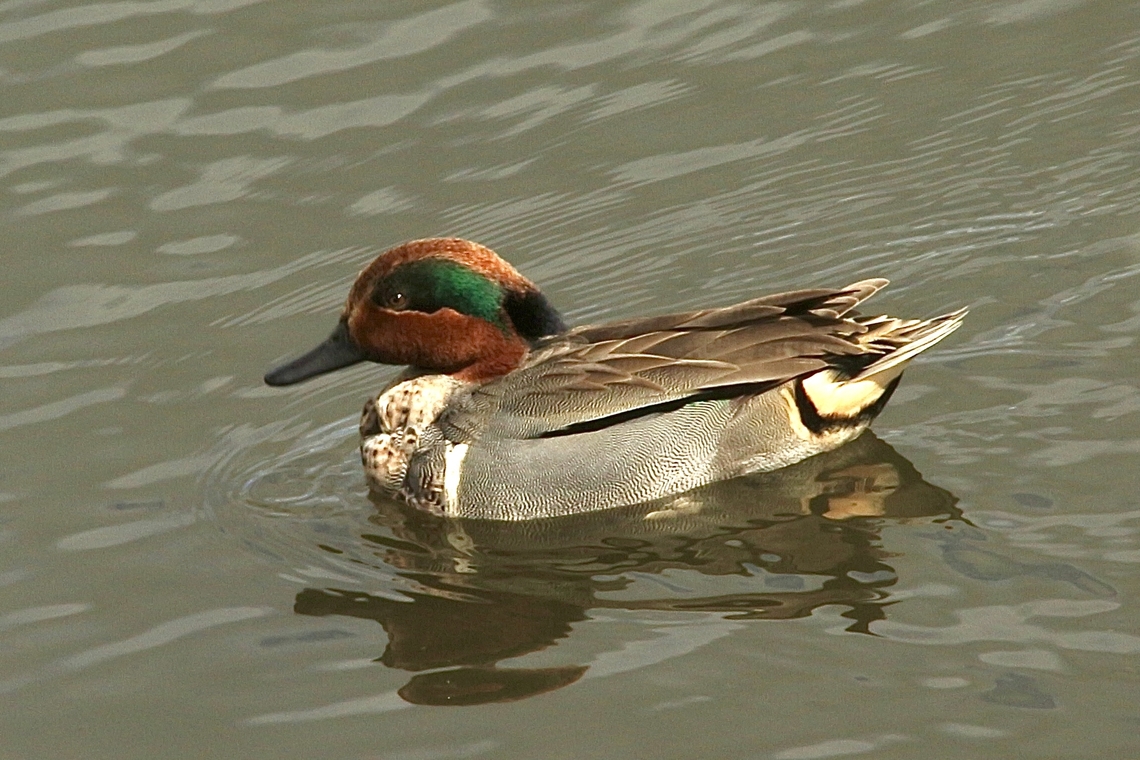 American Green-winged Teal Anas crecca ssp. carolinensis  Anas carolinensis,Anas crecca,Eamw waterbirds,Eurasian Teal,Geotagged,Green-winged teal,Irvine usa,United States,Winter