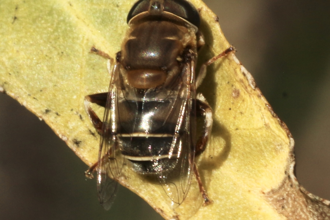 Golden Plushback - Palpada mexicana  Eamw hover fly,Geotagged,Irvine usa,Palpada mexicana,United States,Winter