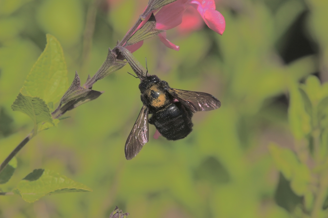 Sonoran carpenter bee - Xylocopa sonorina With pollen on its thorax. Capistrano usa,Eamw bees,Geotagged,Sonoran carpenter bee,United States,Winter,Xylocopa sonorina