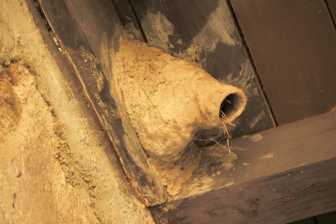 Nest of Cliff swallow ( Petrochelidon pyrrhonota ) The swallows build these mud nests in historic buildings in  27442 Calle Arroyo Cottage 45, San Juan Capistrano, CA 92675, USA. Capistrano usa,Eamw Animal structures,Geotagged,United States,Winter