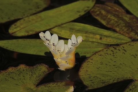 Cape pond weed - Aponogeton distachyos Observed in a historic pond of Calle Arroyo Cottage Aponogeton distachyos,Capistrano usa,Eamw aquatic plants,Geotagged,United States,Winter