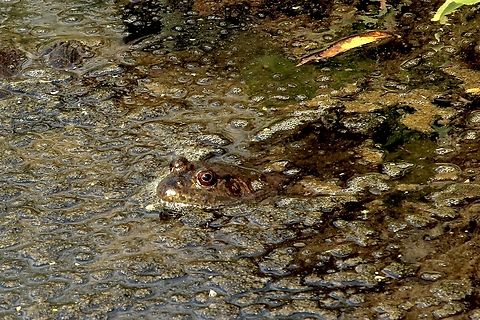 American Bullfrog - Lithobates catesbeianus  American bullfrog,Eamw frogs,Geotagged,Irvine,Lithobates catesbeianus,United States,Winter