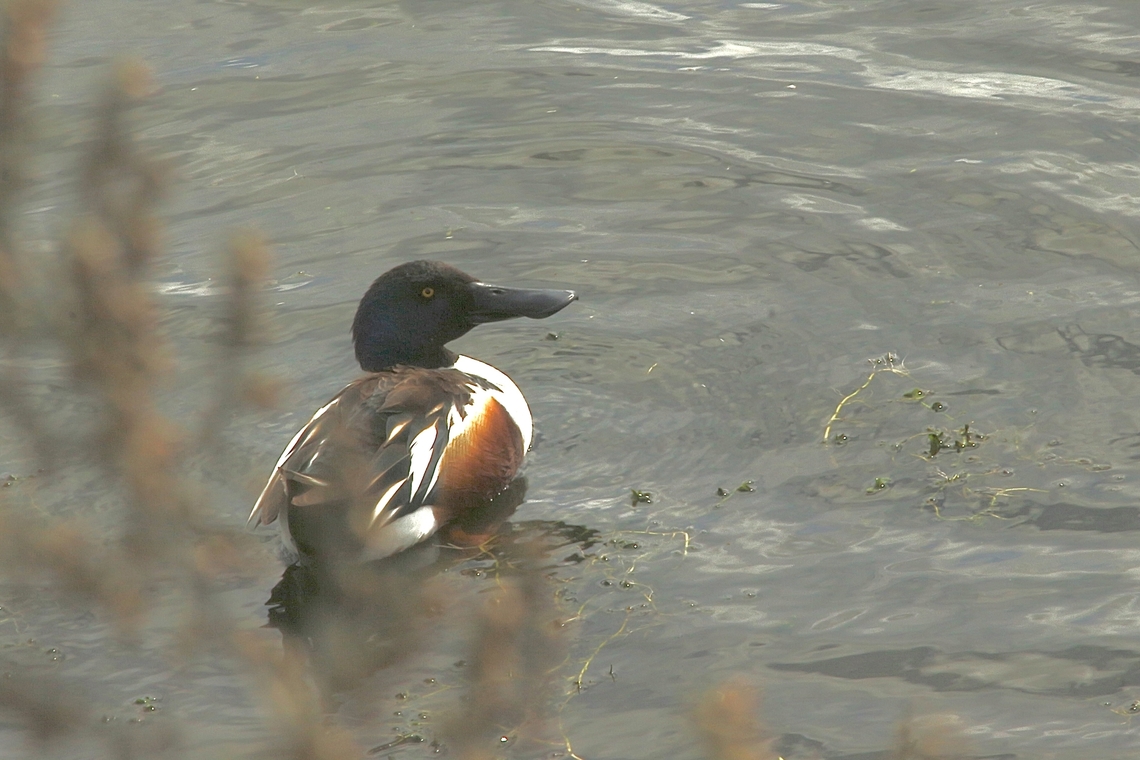 Northern Shoveler - Spatula clypeata  Eamw birds,Eamw waterbirds,Geotagged,Irvine usa,Northern Shoveler,Spatula clypeata,United States,Winter