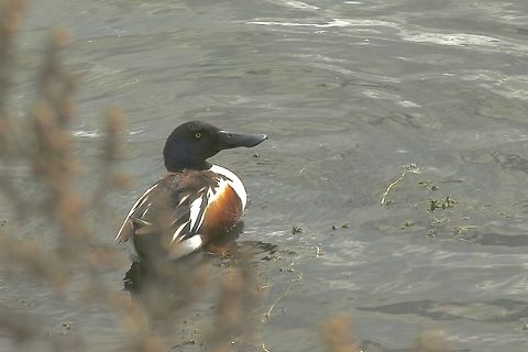 Northern Shoveler - Spatula clypeata  Eamw birds,Eamw waterbirds,Geotagged,Irvine usa,Northern Shoveler,Spatula clypeata,United States,Winter