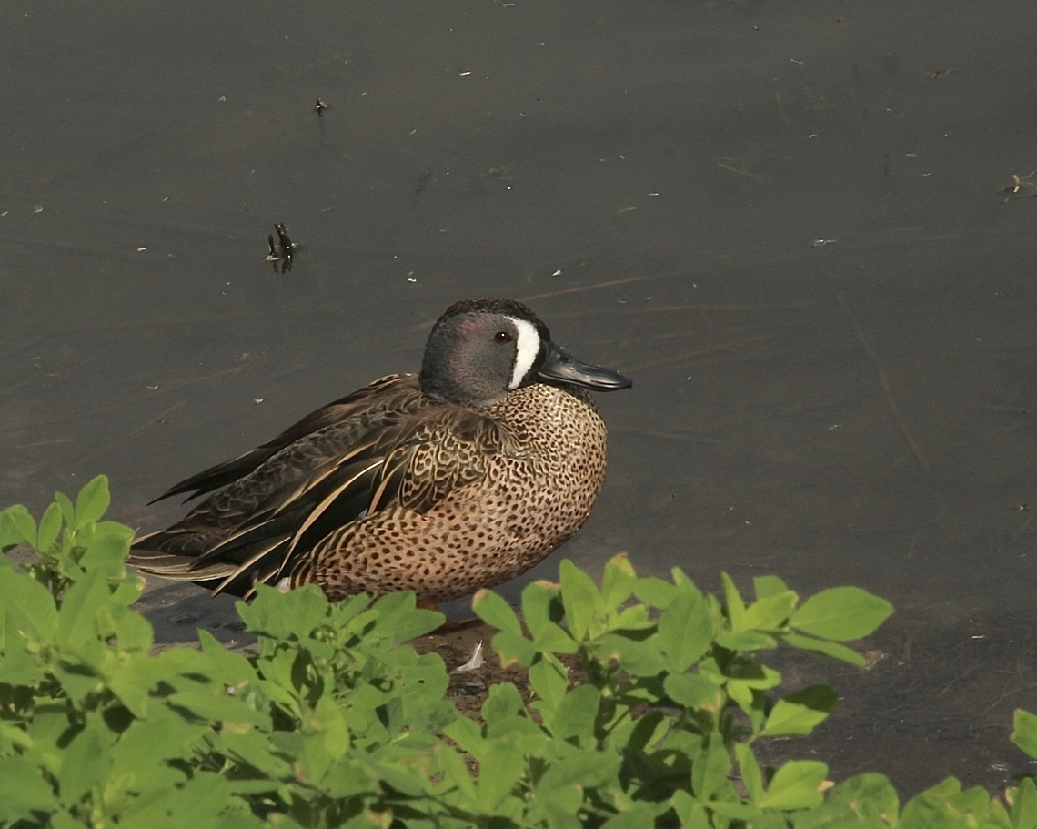 Blue-winged teal  Spatula discors  Blue-winged teal,Eamw birds,Eamw waterbirds,Geotagged,Irvine usa,Spatula discors,United States,Winter
