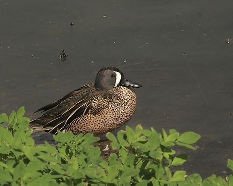 Blue-winged teal  Spatula discors  Blue-winged teal,Eamw birds,Eamw waterbirds,Geotagged,Irvine usa,Spatula discors,United States,Winter