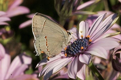 Gray Hairstreak - Strymon melinus Observed in domestic garden. Anaheim USA,Eamw butterflies,Geotagged,Gray Hairstreak,Strymon melinus,United States,Winter