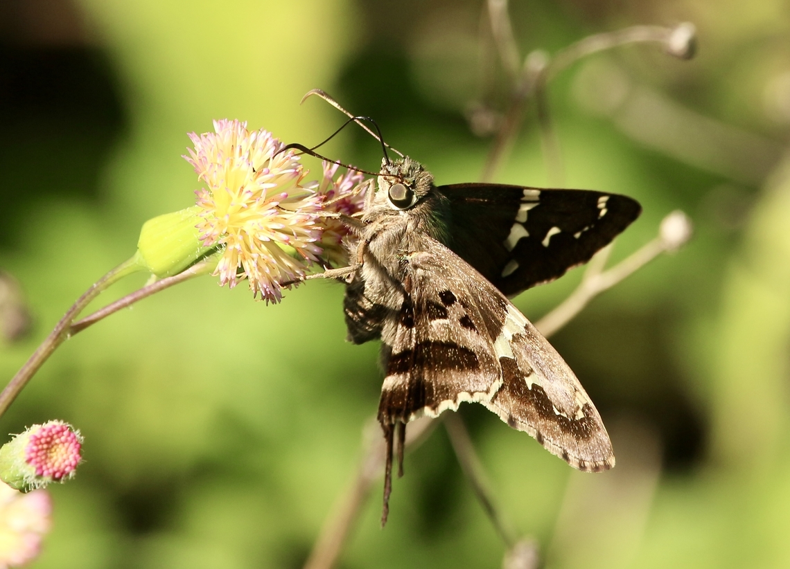 Long-Tailed Skipper  - Urbanus Proteus  Eamw butterflies,Florida,Geotagged,Long-tailed Skipper,United States,Urbanus proteus,Winter,eamw skippers