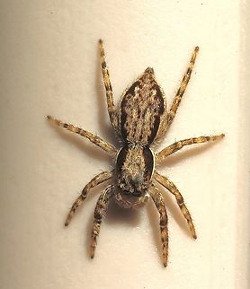 Grey Wall Jumping Spider - Menemerus bivittatus Observed on house wall. Anaheim USA,Eamw spiders,Geotagged,Gray wall jumper,Menemerus bivittatus,United States,Winter