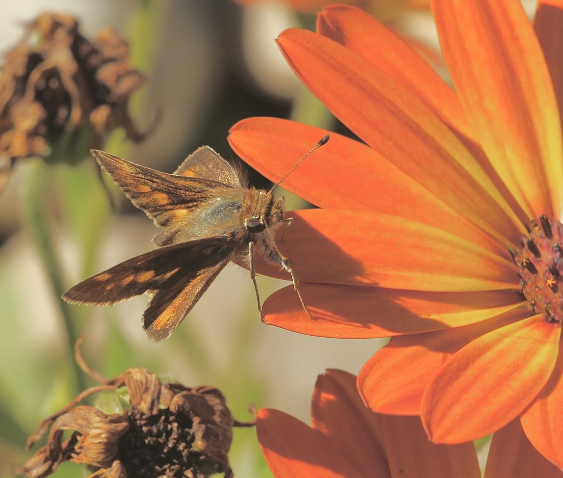 Umber Skipper - Lon melane  Anaheim USA,Eamw butterflies,Geotagged,Lon melane,Umber Skipper,United States,Winter,eamw skippers