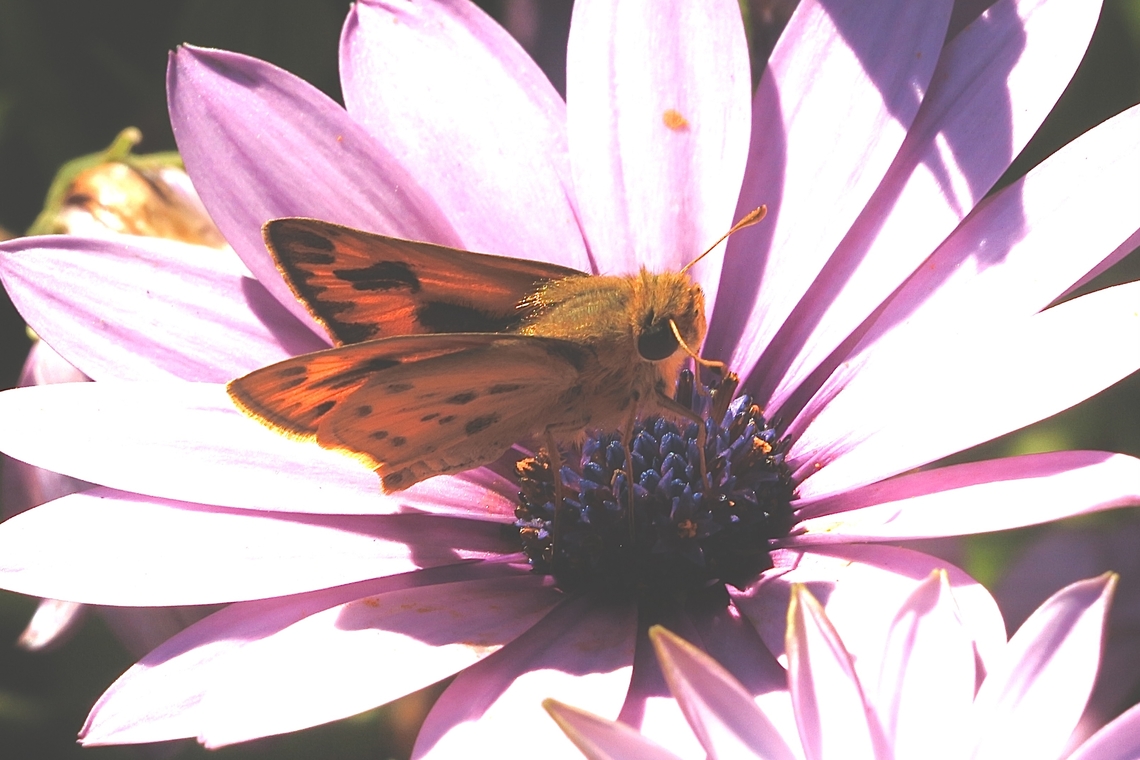 Fiery Skipper - Hylephila phyleus  Anaheim,Eamw butterflies,Fiery Skipper,Geotagged,Hylephila phyleus,United States,Winter,eamw skippers