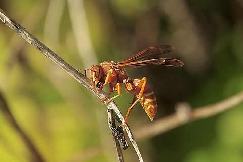 New World paper wasp - Mischocyttarus mexicanus  Eamw wasps,Florida,Geotagged,Mexican Paper Wasp,Mischocyttarus mexicanus,United States,Winter