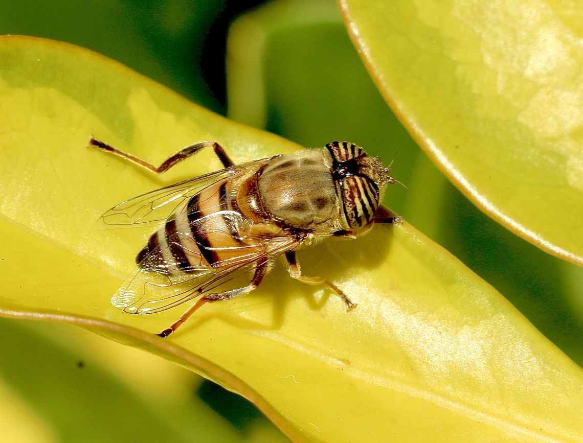 Band-eyed Drone Fly - Eristalinus taeniops  Anaheim USA,Band-eyed Drone Fly,Eamw hover fly,Eristalinus taeniops,Geotagged,United States,Winter