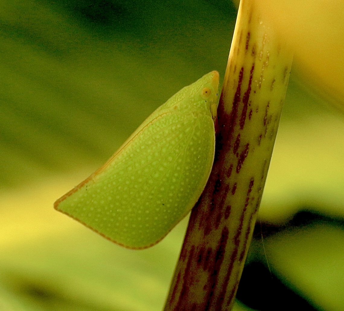Torpedo Bug - Siphanta acuta  Anaheim USA,Eamw bugs,Geotagged,Siphanta acuta,Torpedo bug,United States,Winter