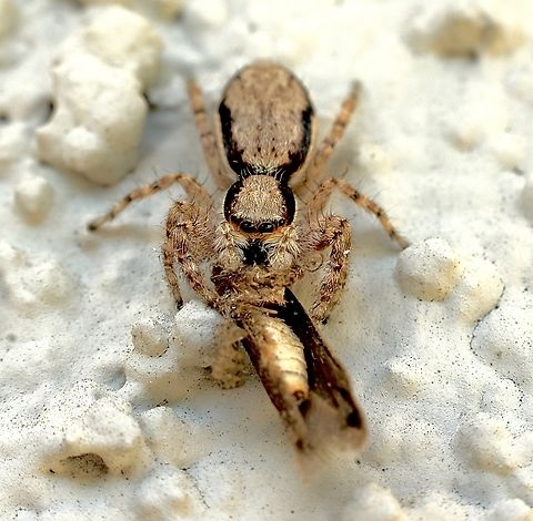 Grey Wall Jumping Spider - Menemerus bivittatus Devouring a small moth. Anaheim USA,Eamw spiders,Geotagged,Gray wall jumper,Menemerus bivittatus,United States,Winter