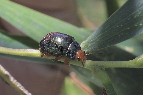 Metallic Green Acacia Beetle - Calomela ruficeps  Australia,Calomela ruficeps,Eamw beetles,Geotagged,Karana Downs Qld,Summer