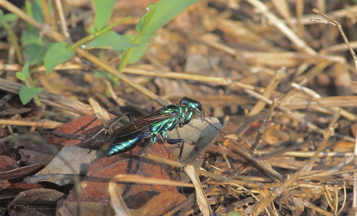 Iridescent Cockroach-hunter Wasp - Chlorion cyaneum The date of observation was Aug 17, 2013. in Vietnam Chlorion cyaneum,Eamw wasps,Geotagged,Spring,Vietnam