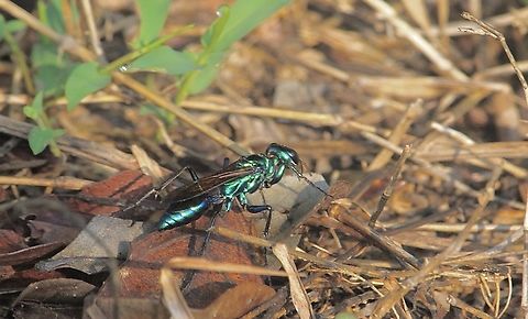 Iridescent Cockroach-hunter Wasp