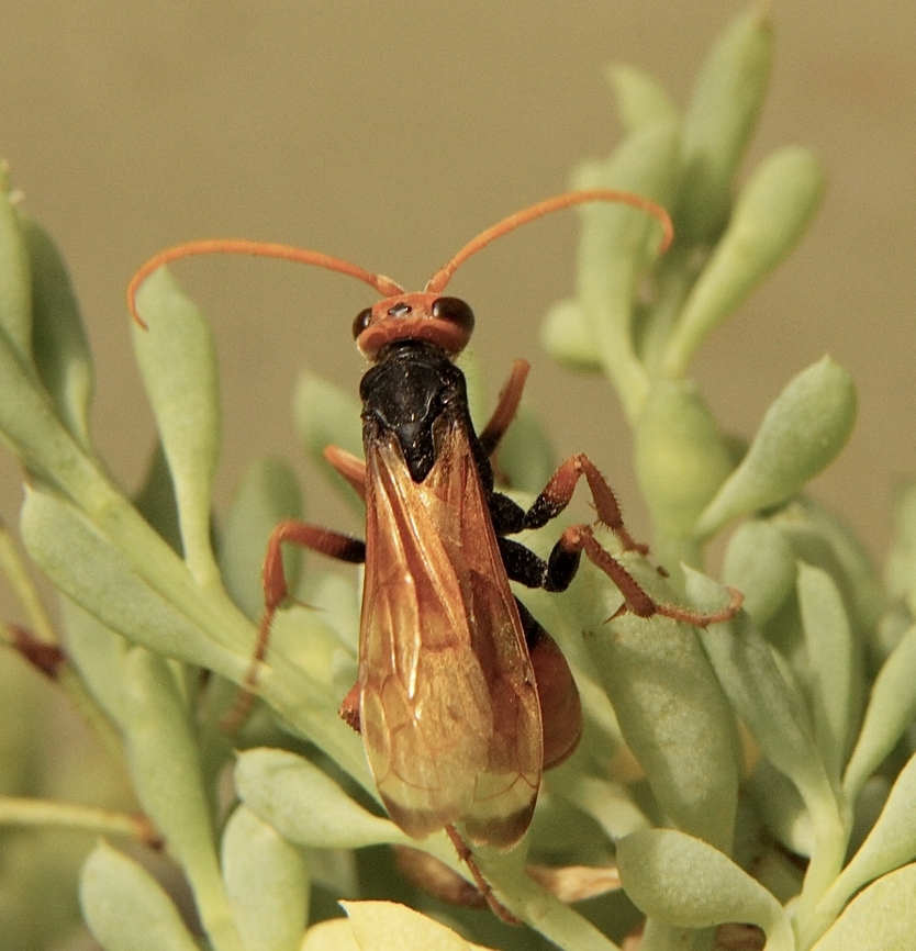 Orange Spider Wasp - Cryptocheilus bicolor  Australia,Cryptocheilus bicolor,Geotagged,Summer