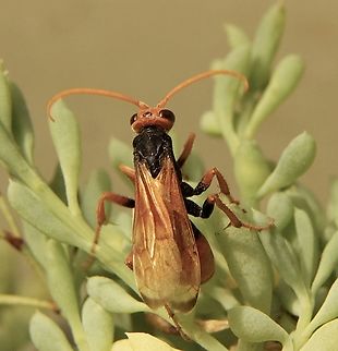Orange Spider Wasp - Cryptocheilus bicolor  Australia,Cryptocheilus bicolor,Geotagged,Summer