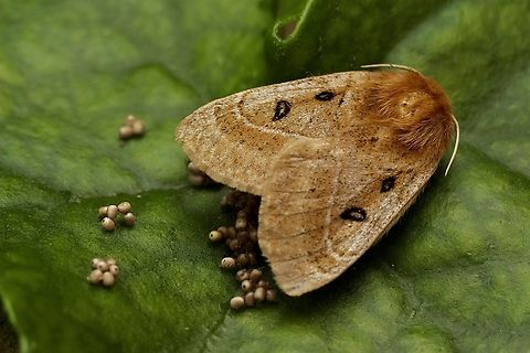 Eyespot anthelid - Anthela ocellata Attracted to UV light. Layed eggs whilst being cooled down in fridge to enable easier photography .  Anthela ocellata,Australia,Eamw moth,Encounter Bay SA,Eyespot anthelid,Geotagged,Summer,UVL