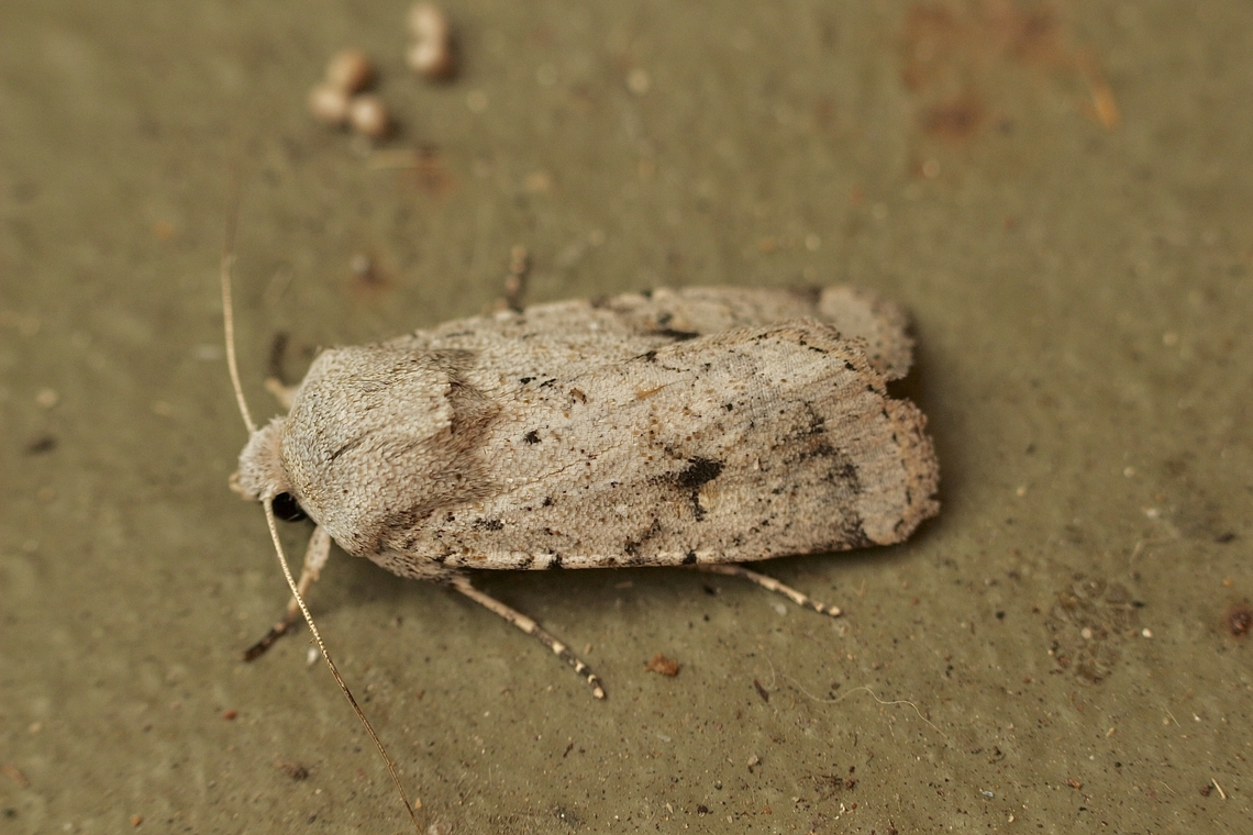 Owlet Moth - Proteuxoa amaurodes Attracted to UV light. Australia,Eamw moth,Encounter Bay SA,Geotagged,Proteuxoa amaurodes,Summer,UVL