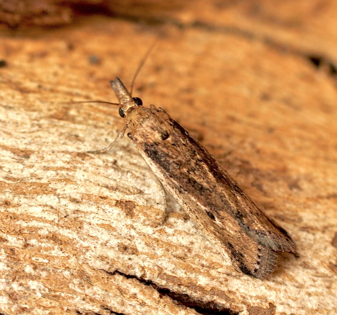 Couch grass Webworm - Faveria tritalis Attracted to UV light. Australia,Couchgrass Webworm,Eamw moth,Encounter Bay SA,Faveria tritalis,Geotagged,Summer,UVL