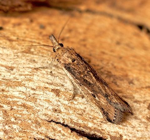 Couch grass Webworm - Faveria tritalis Attracted to UV light. Australia,Couchgrass Webworm,Eamw moth,Encounter Bay SA,Faveria tritalis,Geotagged,Summer,UVL