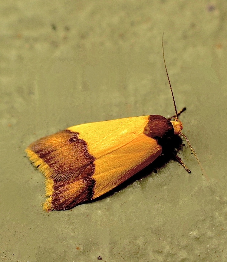 Heteroteucha dichroella Attracted to UV light. Australia,Eamw moth,Encounter Bay SA,Geotagged,Heteroteucha dichroella,Summer,UVL