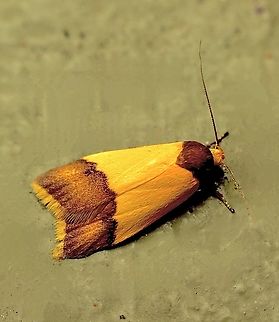 Heteroteucha dichroella Attracted to UV light. Australia,Eamw moth,Encounter Bay SA,Geotagged,Heteroteucha dichroella,Summer,UVL