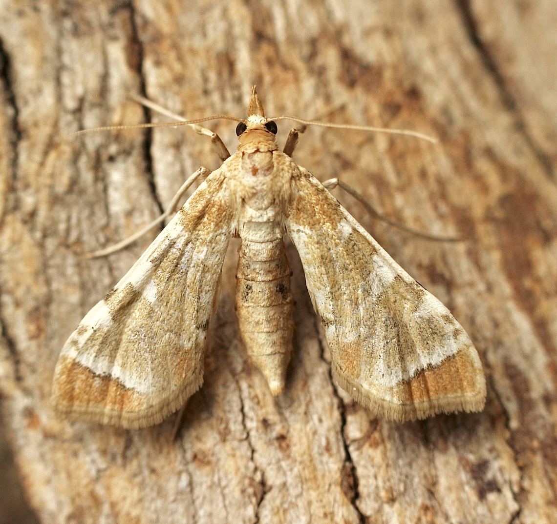 Poroporon Fruit Borer - Leucinodes cordalis Attracted to UV light. Australia,Geotagged,Leucinodes cordalis,Poroporo Fruit Borer,Summer
