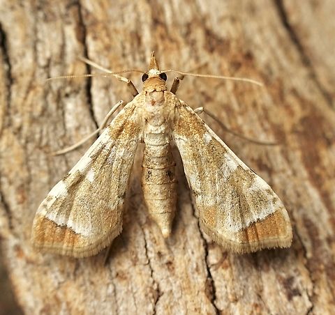 Poroporon Fruit Borer - Leucinodes cordalis Attracted to UV light. Australia,Geotagged,Leucinodes cordalis,Poroporo Fruit Borer,Summer