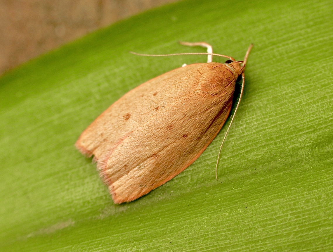 Garrha demotica  Australia,Clepsis,Encounter Bay SA,Garrha demotica,Geotagged,Summer,UVL