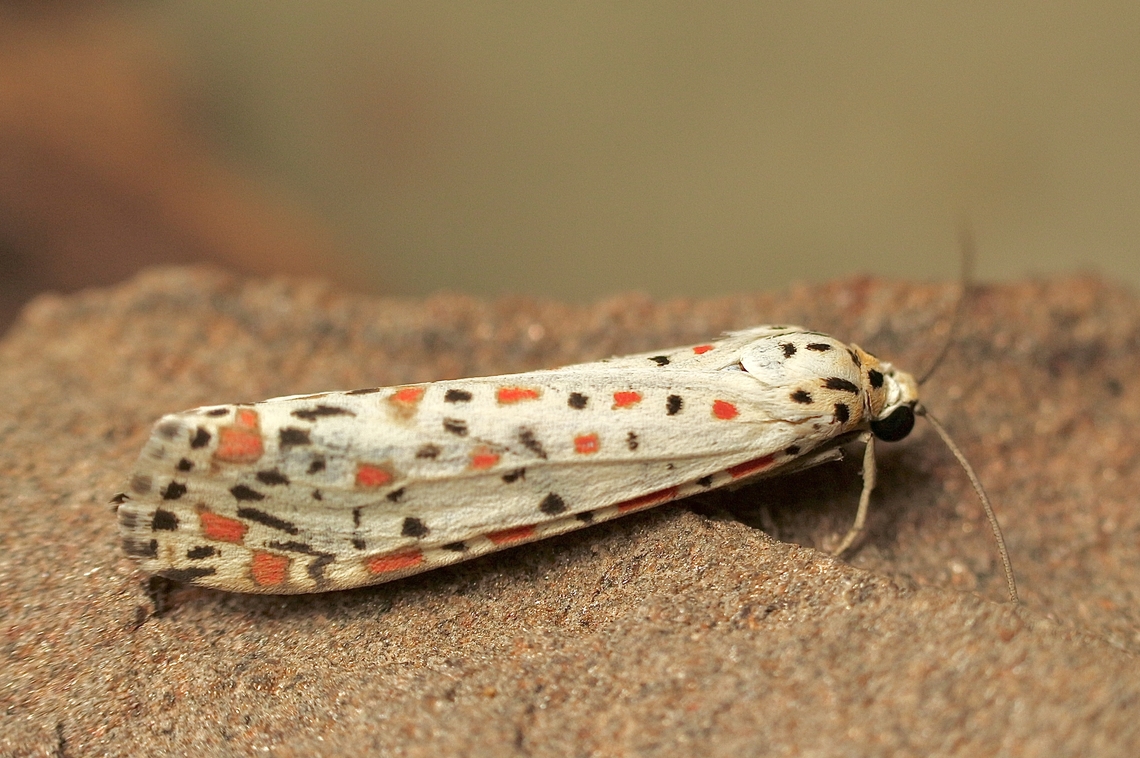 Heliotrope moth - Utetheisa pulchelloides  Australia,Geotagged,Heliotrope moth,Summer,Utetheisa pulchelloides