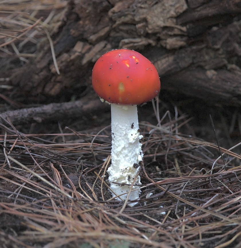 Fly agaric - Amanita muscaria  Amanita muscaria,Australia,Fall,Fly agaric,Geotagged