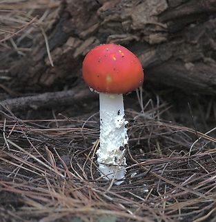 Fly agaric - Amanita muscaria  Amanita muscaria,Australia,Fall,Fly agaric,Geotagged
