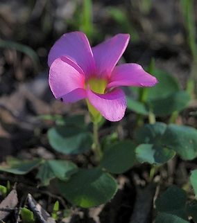 Genus - Oxalis  Australia,Eamw flora,Fall,Geotagged