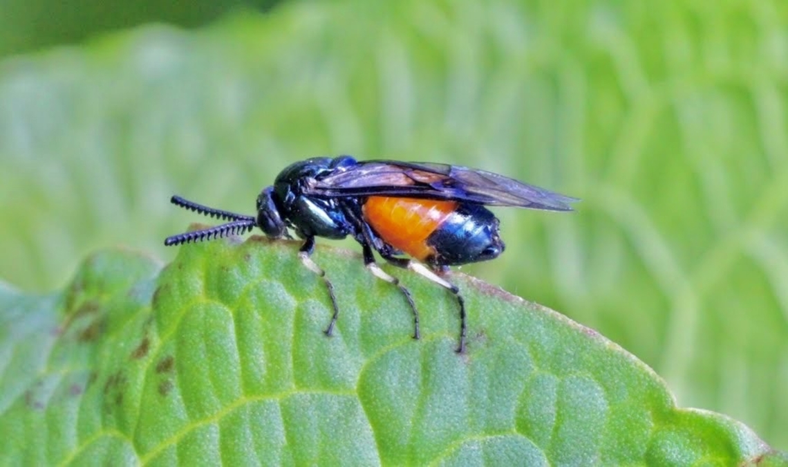 Sawfly - Lophyrotoma analis  Australia,Geotagged,Lophyrotoma analis,Winter
