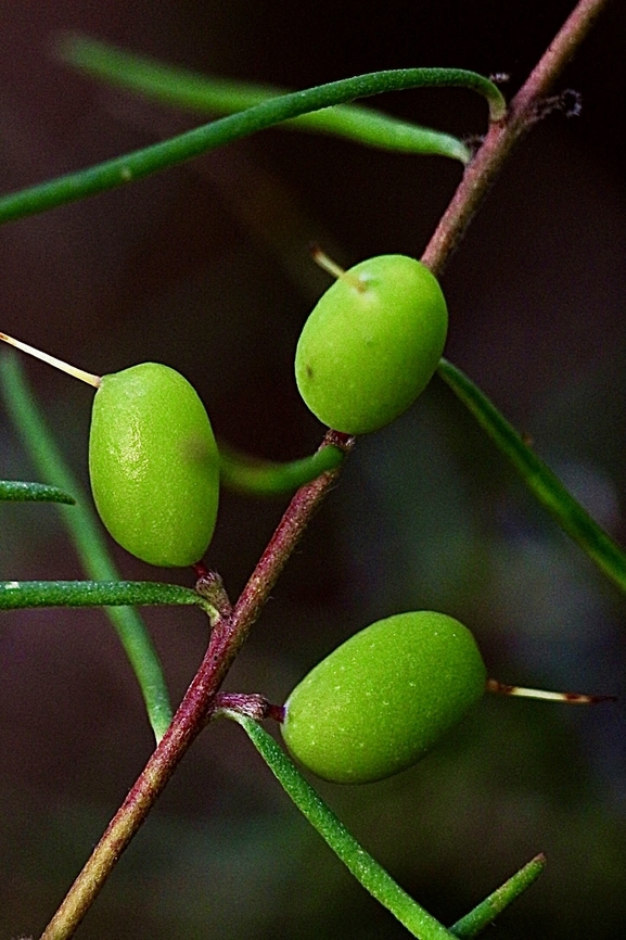 Prickly Geebung with unripe drupes - Persoonia juniperina  Australia,Geotagged,Persoonia juniperina,Prickly geebung,Winter